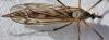 Tipula sp.